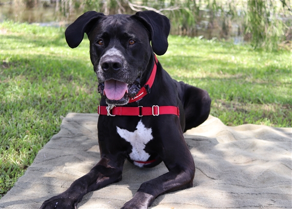 Rspca Dakabin Rspca Queensland
